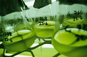 A close up image of 5 flasks on a rack, containing a transluscent, cloudy green liquid. The flasks have black handwritten numbers on them and foil caps.