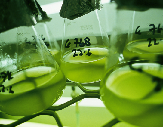 A close up image of 5 flasks on a rack, containing a transluscent, cloudy green liquid. The flasks have black handwritten numbers on them and foil caps.