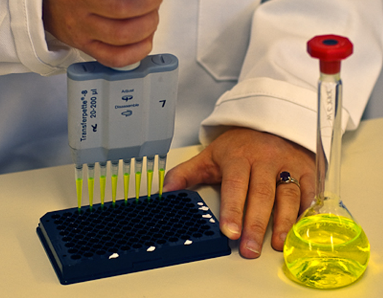 A close up image of hands operating a multi-channel pipette. There is a flask of bright yellow, transparent liquid next to the person's left hand.