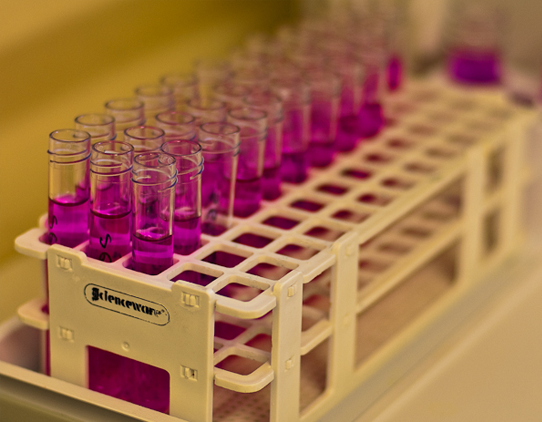 A close up image of test tubes in a rack. They contain a transparent purple liquid.