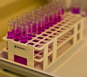 A close up image of test tubes in a rack. They contain a transparent purple liquid.