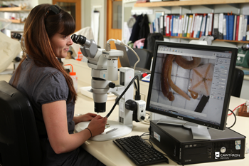 A female scientist examines specimens under a microscope. She is looking at a computer monitor which is displaying the view from the microscope. The specimens appear to be a type of worm and a starfish.