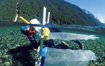A snorkeler underwater taking samples using a net.